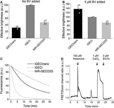 Design and Initial Characterization of a Small Near-Infrared Fluorescent Calcium Indicator